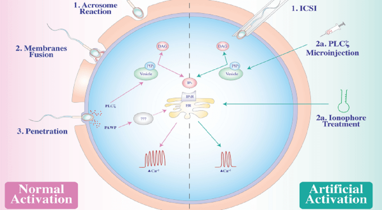 Artificial Oocyte Activation